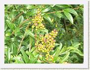 2007-08-12_16-34-00_Aout_132,0mm_1_125_eme_DiMAGE A2 * 2560 x 1920 * (3.1MB)